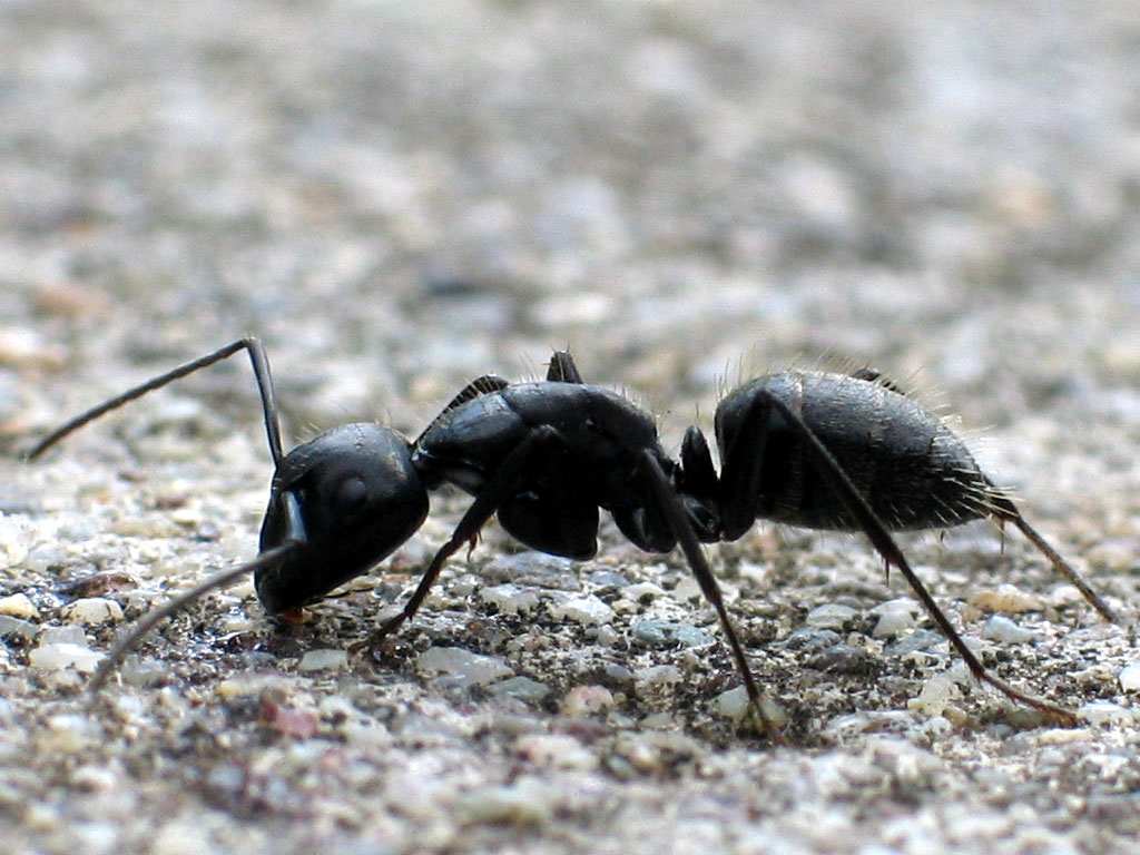 Fourmi ouvrière