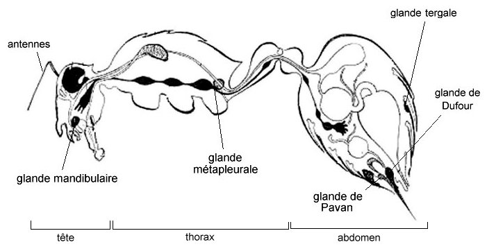 GlandesFourmiOuvriere